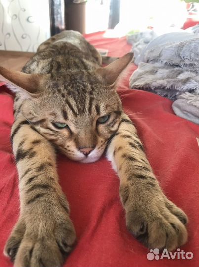Бенгальский кот вязка