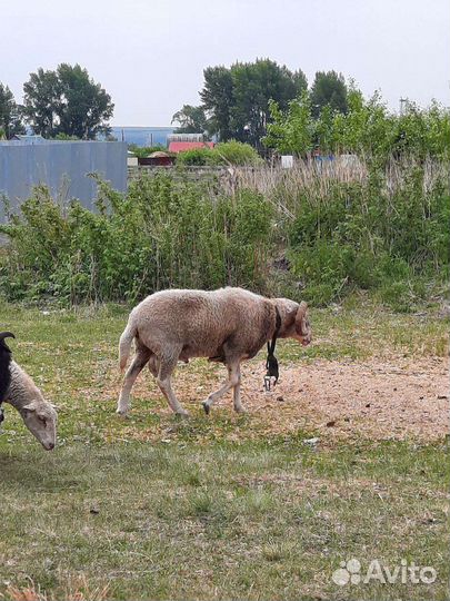 Бараны