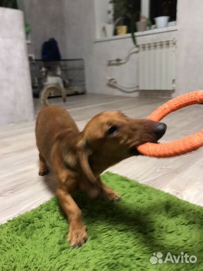 Такса милая