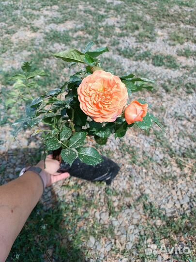 Розы в ассортименте