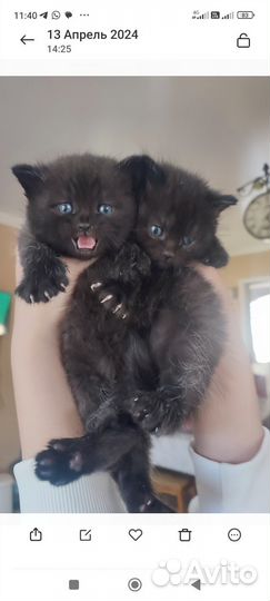 Котята