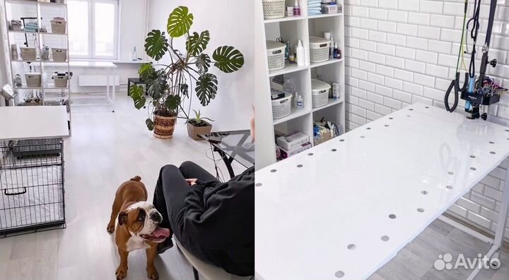 Кастрация кота/Стерилизация кошки