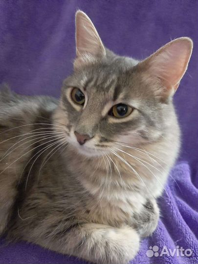 Кошечка Фая ищет дом 1г, 7мес