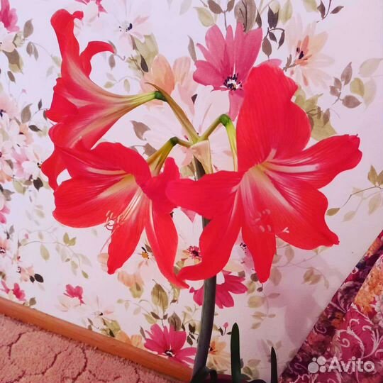 Гиппиаструм