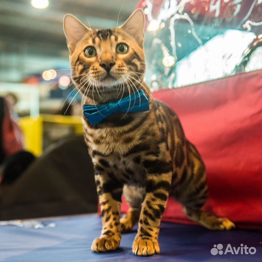 Бенгальский кот