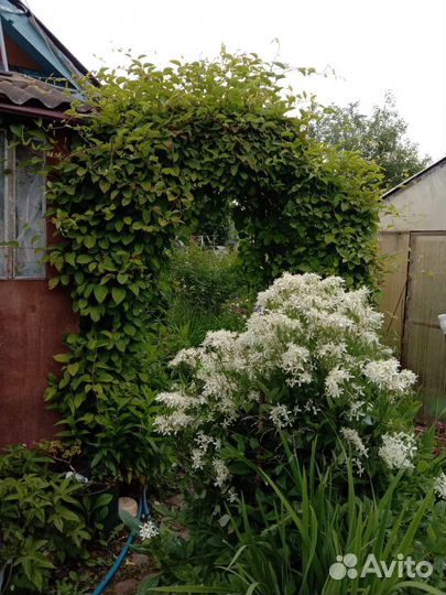 Цветы для сада многолетники