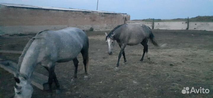 Продажа лошадей