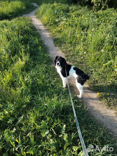 Собака для вязки