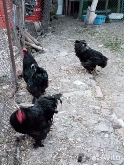 Петухи кохинхин чёрный