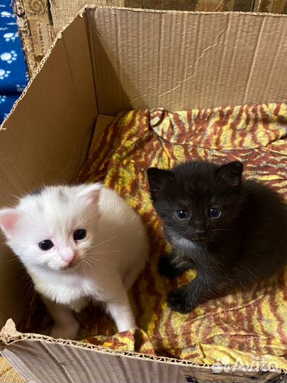 Котята кошки в добрые руки