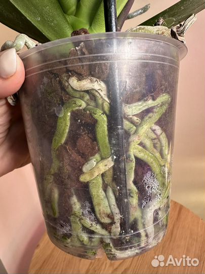 Орхидея фаленопсис каскад,Rhone,d12h55