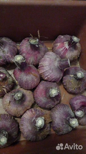 Гладиолусы луковицы