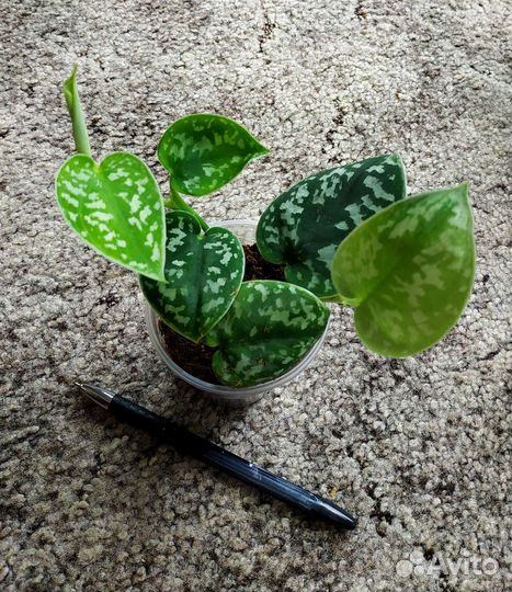 Комнатные Лианы/Эпипремнум/Сциндапсус/Филодендрон