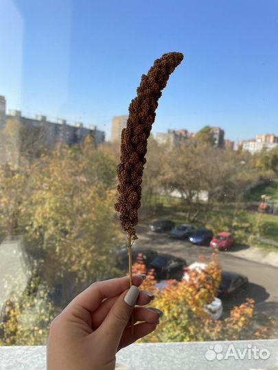 Крупная чумиза в колосках. Урожай 2022 года