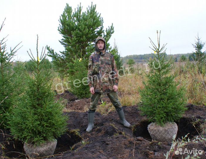 Ель Сибирская 180-220 см. Премиум класс
