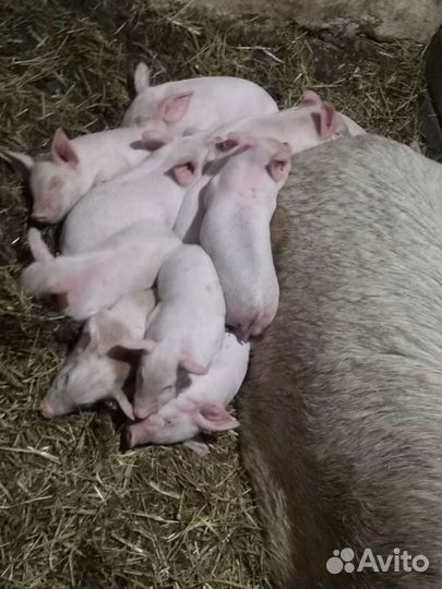 Поросята ландрас, крупно белая, дюрок