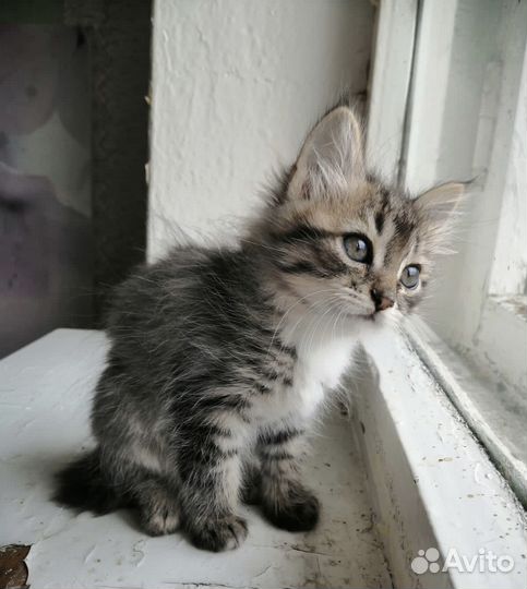 Котёнок