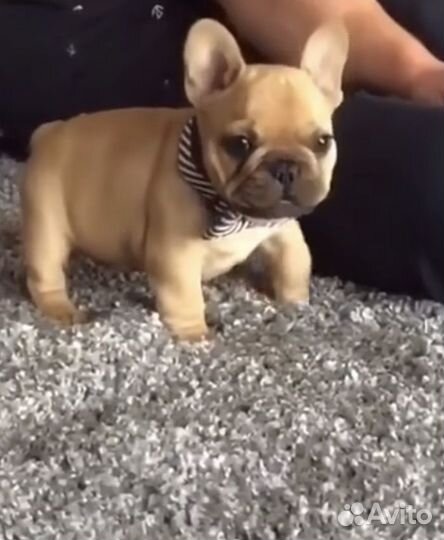 Французский бульдог