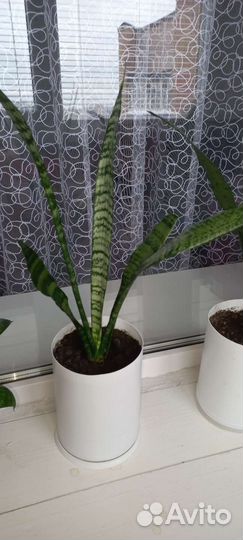 Сансевиерия щучий хвост