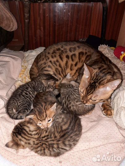 Бенгальская