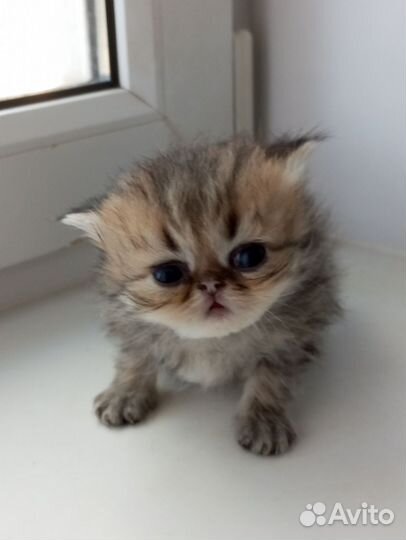 Персидские котята