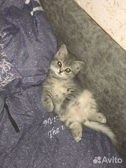 Котенок девочка бесплатно