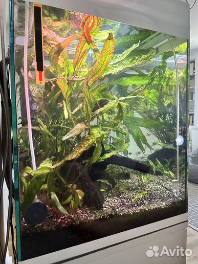 Аквариум с тумбой и оборудованием 130 литров