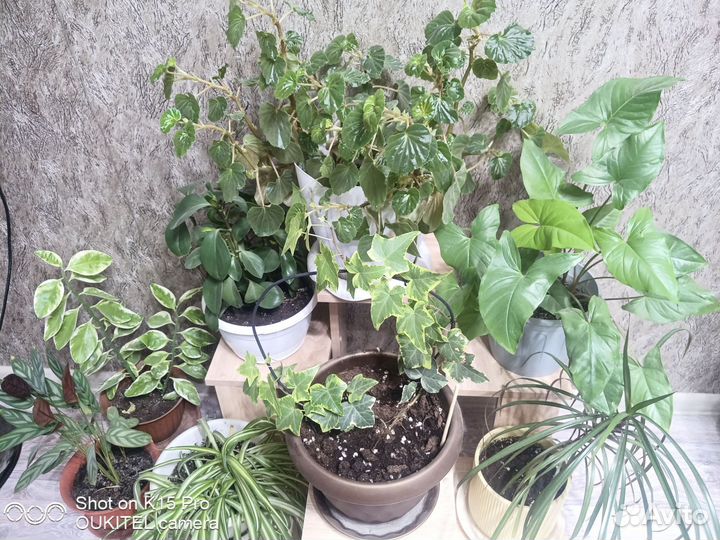 Комнатные цветы