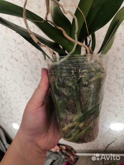 Орхидея фаленопсис