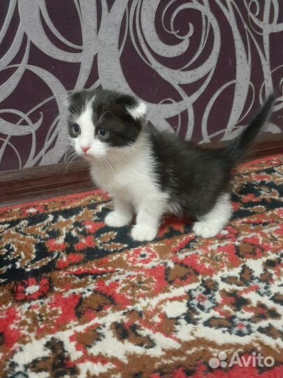 Котята, мама шотландская вислоухая