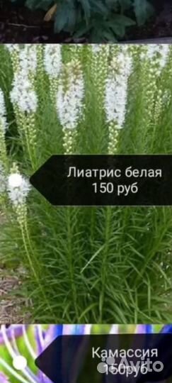 Многолетние неприхотливые