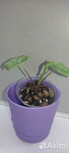 Алоказии (детки)