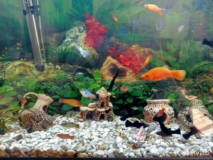 Мальки моллинезий