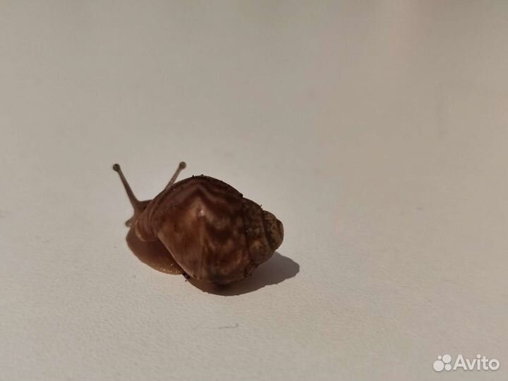 Улитки ахатины маленькие. Бесплатно