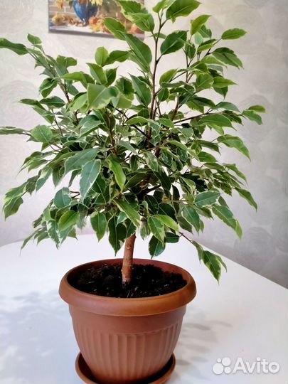 Фикус бенджамина для дома и офиса