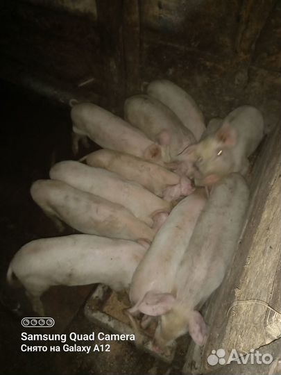Поросята