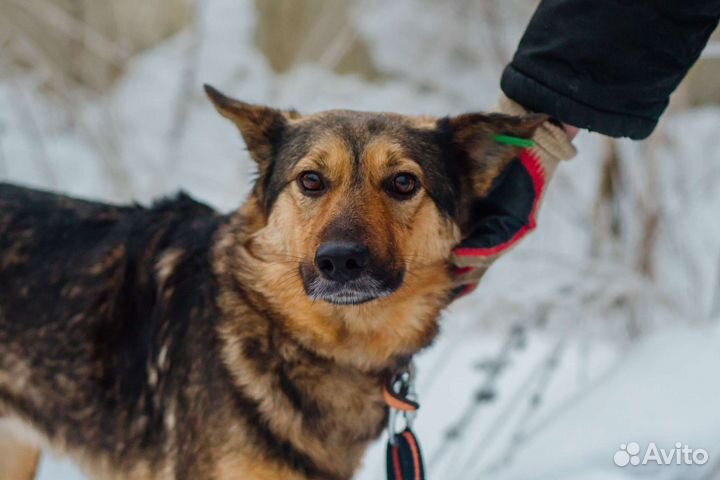 Собака Дюша в добрые руки