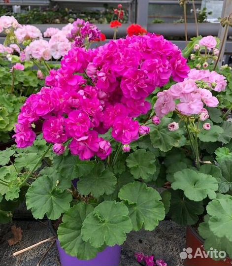 Пеларгонии сортовые