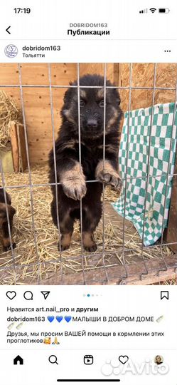 Щенки в добрые руки