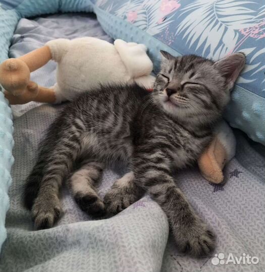 Котëнок