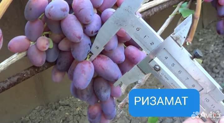 Саженцы винограда 2лет зкс Рошфор, Лучистый и др