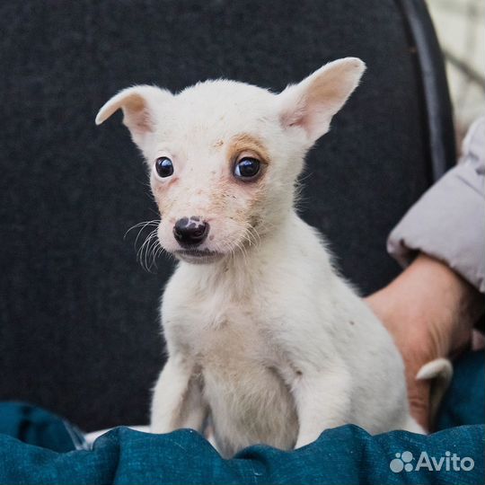 В добрые руки