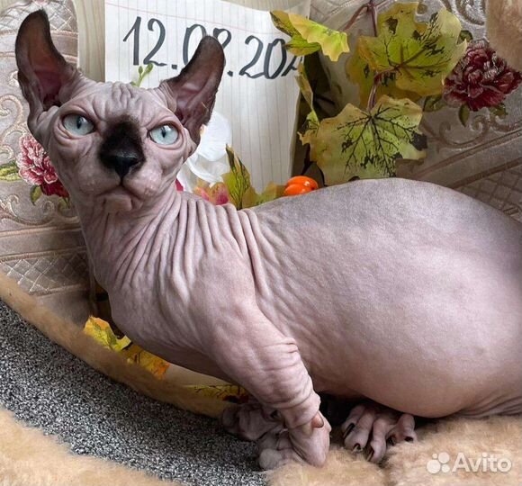 Двэльф мальчик