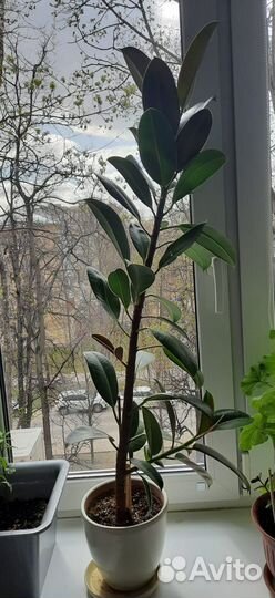 Фикус каучуконосный большой