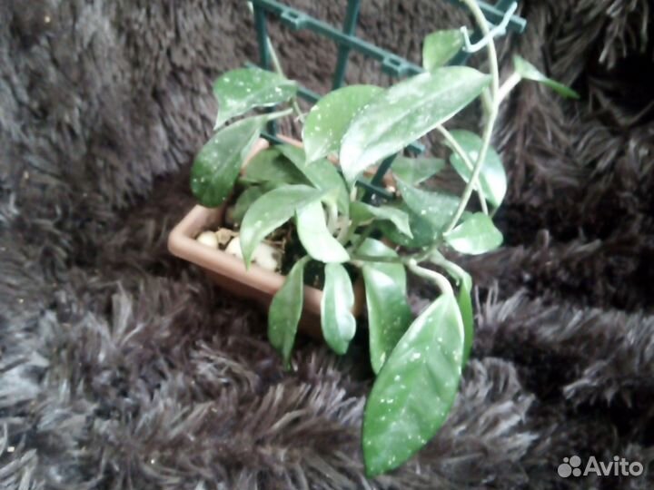 Хойя компакта