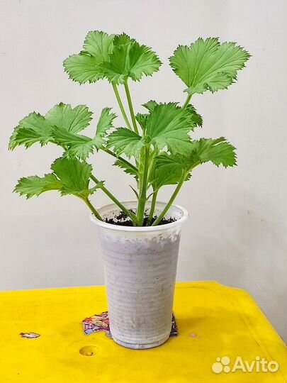 Королевская пеларгония