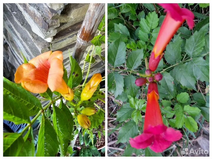 Кампсис, текома 3 сорта