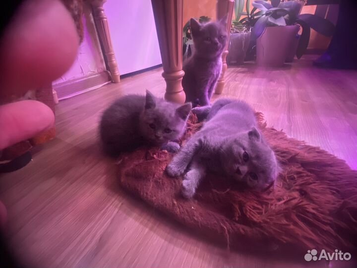 Британские котята