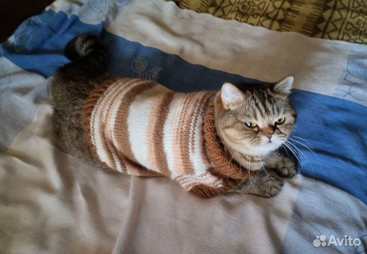 Кошечка в добрые руки