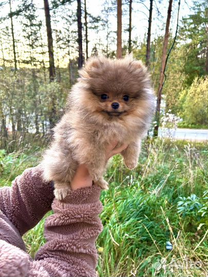 Шпиц пом девочка мини